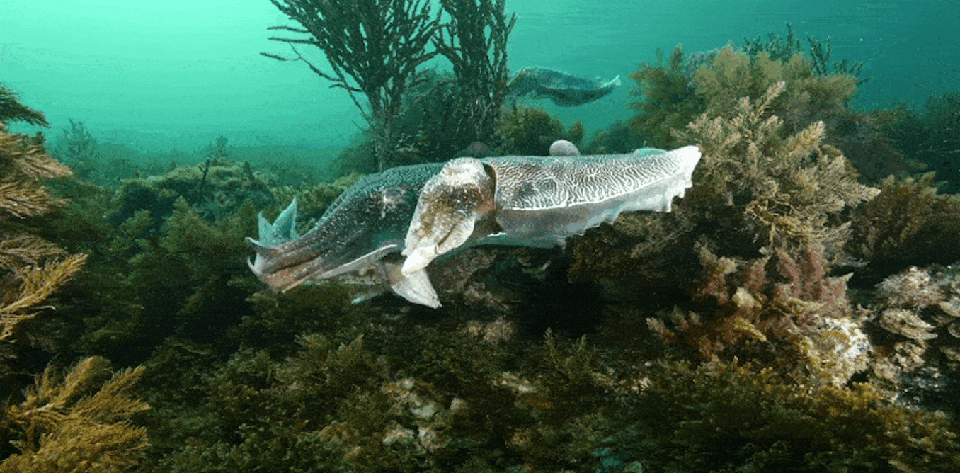 The giant cuttlefish’s technicolour mating display is globally unique. The SA algal bloom could kill them all