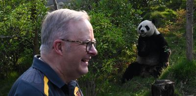 How China’s pandas became its most valuable diplomats – and its vulnerable children