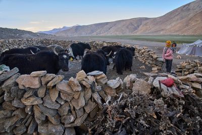 High in India’s Himalayan mountains, yak herders struggle to survive a warming world