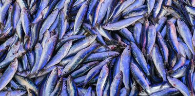 Take fish, salt in vats, leave in sun for months: why ancient Romans loved fermented fish sauces like garum
