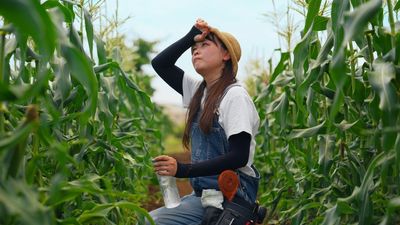 Corn Sweat: Combatting the Hidden Costs of Humidity This Summer