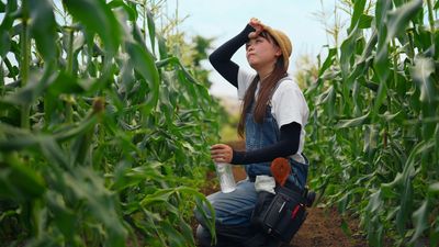 Corn Sweat: Combatting the Hidden Effects of Humidity This Summer