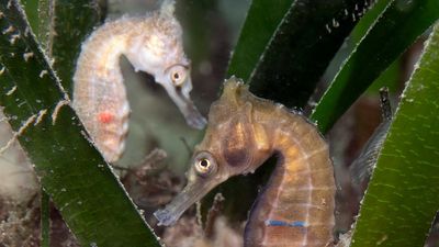 Seahorses wiped out by floods find new marine homes