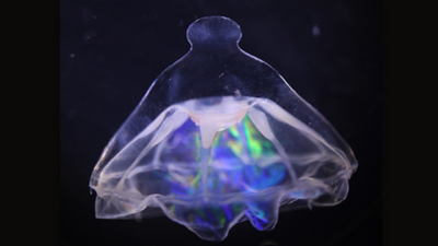 A mysterious barrier in the Atlantic divides weird deep-sea jellyfish cousins