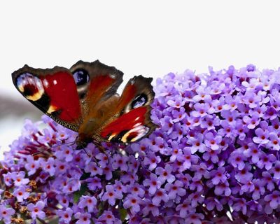Butterflywatch: A very good summer for butterflies or a return to average?