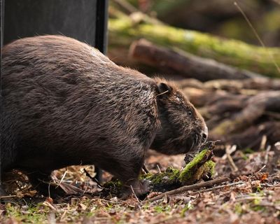 Scheme to release beavers into wild in England has stalled, say nature experts