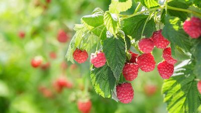 How to protect soft fruits from birds, pests and other wildlife – 3 expert-approved ways to keep your crops safe, and what to avoid