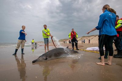 Experts baffled as rarely seen beaked whales involved in series of strandings