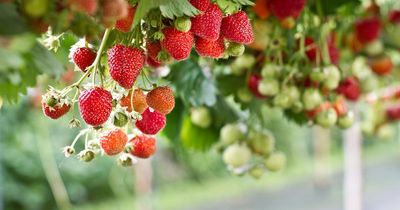 Scottish soft fruit farms report impressive yield increases for 2025