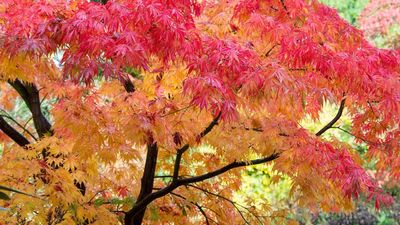 Why are my Japanese maple leaves turning brown? A professional gardener reveals 5 common causes (plus how to rescue your tree)