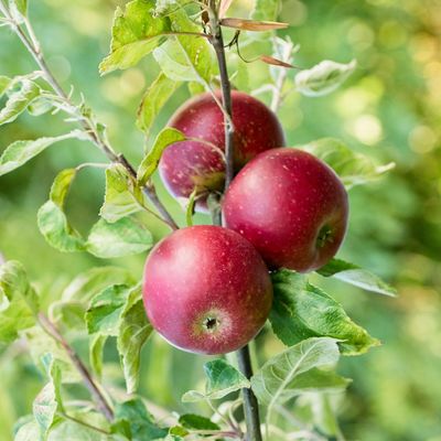 Neighbour’s fruit falling into your garden? Here’s why you shouldn’t eat it
