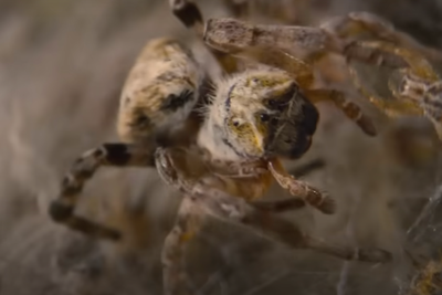 The scene in new David Attenborough series predicted to haunt parents