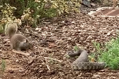 Brave squirrel fights off rattlesnake in dramatic caught-on-camera battle