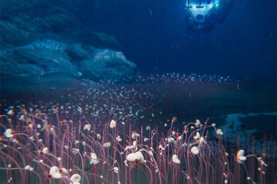 Scientists have found weird animals at the bottom of the ocean that challenge our understanding of life