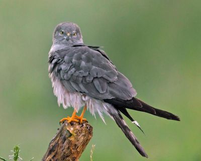 Four Montagu’s harrier chicks take flight in first UK breeding success since 2019