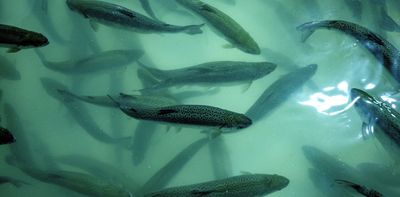 Car tires are polluting the environment and killing salmon. A global plastics treaty could help