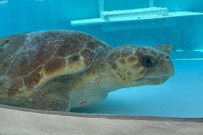 Massive loggerhead sea turtle full of eggs returns to ocean after treatment in Florida