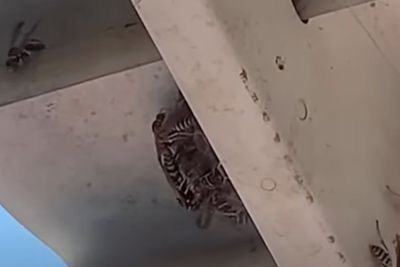 Up, up and run away! Radioactive wasps found at South Carolina nuclear facility