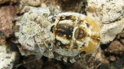 Watch 1,000 baby spiders devour their mothers and aunties alive in stomach-turning, first-of-its-kind footage