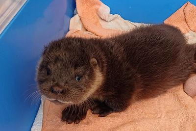 Wild otter cub rescued after sneaking into zoo’s flamingo enclosure