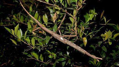 Naming newly discovered giant insect a sticking point