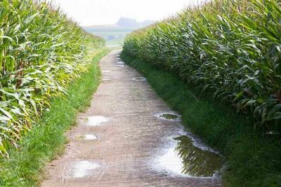 Corn Sees Some Green on Wednesday