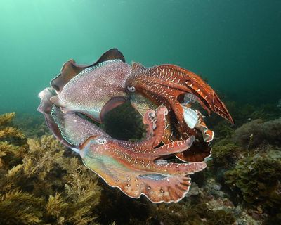 Fears for South Australia’s annual cuttlefish gathering amid deadly algal bloom
