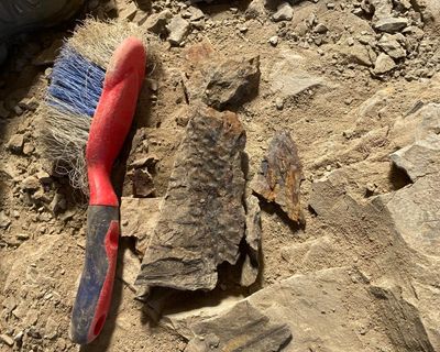 Country diary: The hours pass quickly when you’re brushing for trees