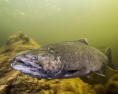 After nearly 100 years, adult winter-run Chinook salmon seen in California river