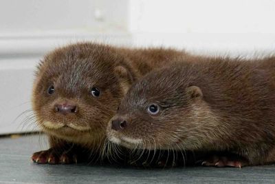 Zoo baffled by otter cub discovery