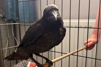 Crow returns to visit vet who treated it for a fractured wing