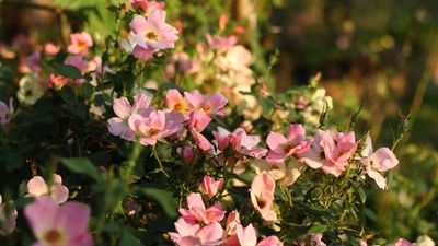 Best Knock Out rose varieties – for tumultuously romantic borders and a long season of blooms