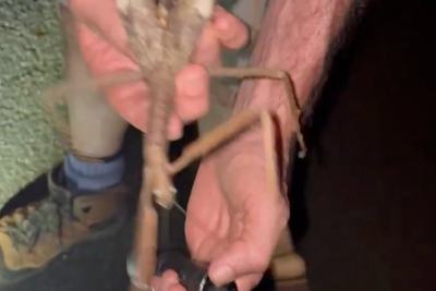 Giant stick insect discovered in Queensland may be Australia’s heaviest