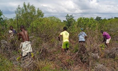 From destruction to restoration: how farmers in Madagascar are being helped to safeguard its rare plant life