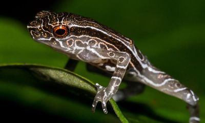 ‘I had no idea there was anything like this in the world!’: meet the species recently discovered by scientists