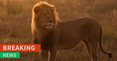 “Disgusted”: Legendary Lion Blondie Lured Away From The Park And Fatally Shot By Trophy Hunters