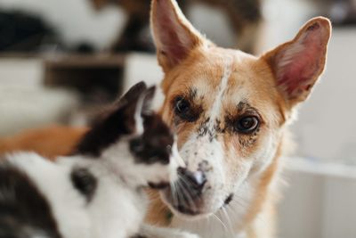 What Childhood Pet Stories Reveal — and Why Reactions Vary