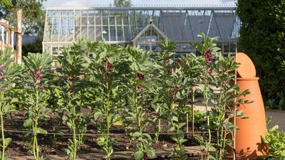 This chemical-free pest control hack is guaranteed to protect your crops from destructive birds, slugs, and insects – for free