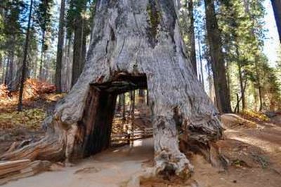 Google software engineer, 29, killed during a hike in Yosemite by falling sequoia branch