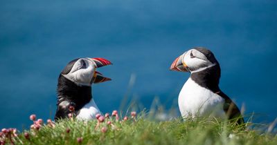 'Dark day for seabirds': Mega wind farm could push puffins to extinction, claims RSPB