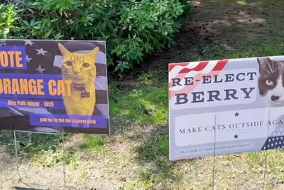 Race for mayor in Massachusetts goes off leash as seat held by a cat is hijacked by dog, parrot and tortoise candidates