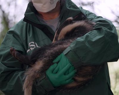 Farmers and scientists join forces in Cornwall to vaccinate badgers against TB
