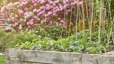 Are coffee grounds good for the garden? The pros and cons