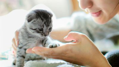 Preparing for a kitten: 12 things to tick off before bringing one home