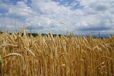 Wheat Comes Back to Close with Some Gains