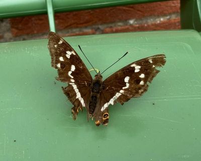 Country diary: The king of butterflies on a bungalow bin lid