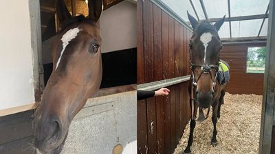 Someone actually did it: an Umamusume player got so into horse girls that they "bought a racehorse" for £6,000 a year, says she "mostly reminds me of Gold Ship"