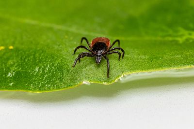 Lyme Disease Explained: Hidden Symptoms, and Why Justin Timberlake Is Sounding the Alarm