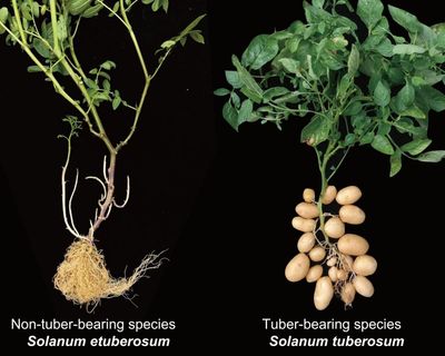 ‘This wasn’t obvious’: the potato evolved from a tomato ancestor, researchers find