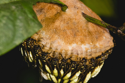 Could a Radioactive Wasp Nest Signal a Deadly Leak in the Savannah River Area? Health Risks and What You Should Know